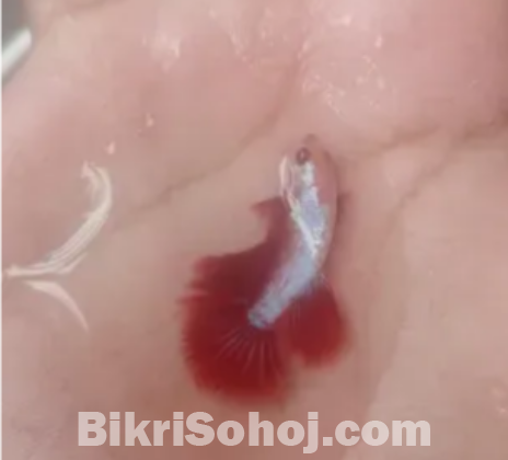 রোস্টেল ফাইটারের বাচ্চা